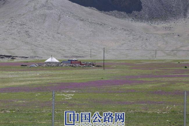 紫花牧场服务区周围盛开的紫苜蓿。《中国公路》杂志记者 张林 摄.JPG