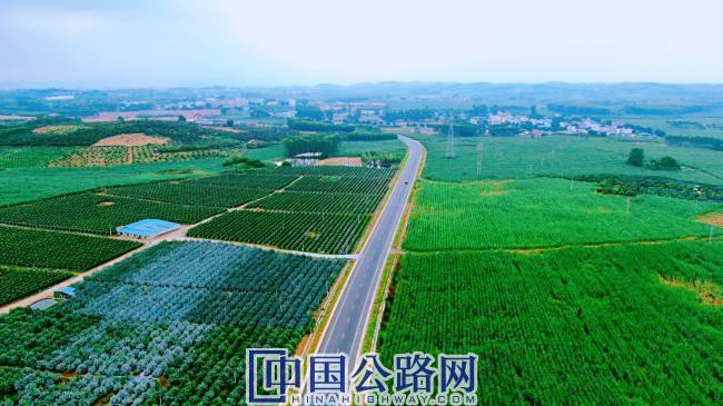 公路兩邊種滿了農業經濟作物（陳莉莉攝）.jpg