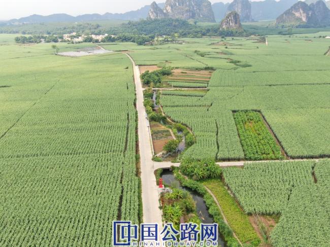 龙州县上龙乡水陇屯水窿果蔗产业示范区（摄：张晓亮）.JPG