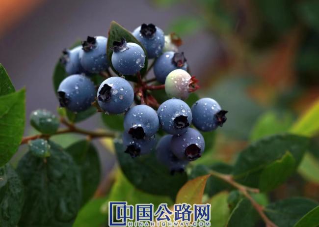 3珠圆玉润、色泽诱人的蓝莓果  摄影：黄园.jpg
