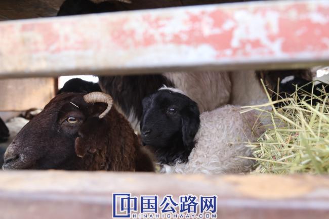 黑头羊是巴音布鲁克地区的地方优良品种，也是牧民的生计。.JPG